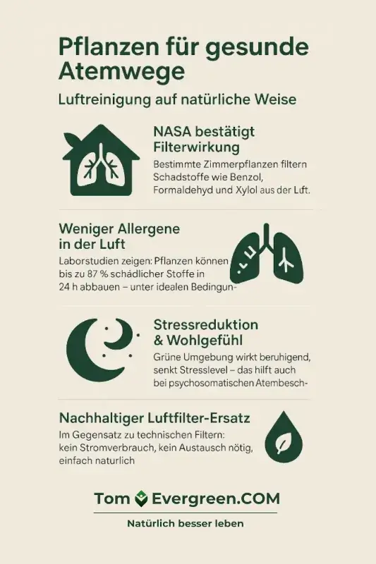 Infografik mit 4 TOP Fakten für Pflanzen für gesunde Atemwege Infografik: Zimmerpflanzen verbessern die Atemluft – durch Luftreinigung, Allergenreduktion, Stressabbau und nachhaltige Wirkung.